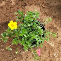 太阳花批发 太阳花基地直销 青州花卉 美都花卉 太阳花钵苗