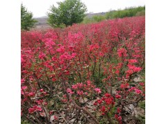 青岛映山红基地，山东杜鹃价格，映山红价格，批发直销映山红图1