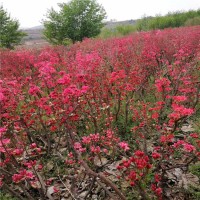 青岛映山红基地，山东杜鹃价格，映山红价格，批发直销映山红