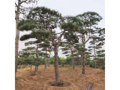 造型松价格15公分造型松价格 北京造型松培育 庭院造型松图1