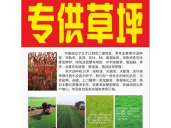 供应早熟禾、优异、五叶、B6.美国优异系列草坪 专供草坪图1