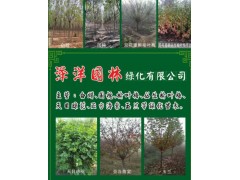 供应白蜡 定州速生白蜡 河北大白蜡 园林工程精品白蜡树基地图1