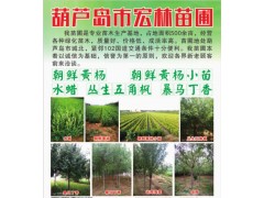供应8-4公分国槐、京桃、光辉海棠等近百余种绿化苗木图1