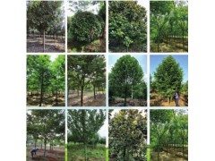 供应红叶石楠 红叶石楠球/红叶石楠株 高度红叶石楠球图1