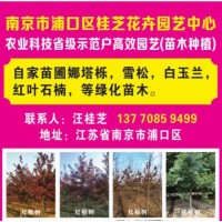 供应自家苗圃娜塔栎苗 红栎树 红栎精品树 娜塔栎大树