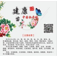 供应各种牡丹花苗 牡丹苗 牡丹种苗 各色牡丹苗 牡丹鲜切花