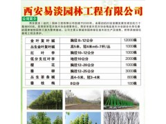 供应金叶复叶槭、丛生金叶复叶槭，复叶槭小苗 西安复叶槭图1
