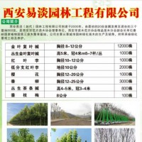 供应金叶复叶槭、丛生金叶复叶槭，复叶槭小苗 西安复叶槭