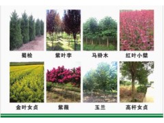 江苏蜀桧苗 沭阳蜀桧小苗基地 蜀桧造型苗 蜀桧造型大树基地图1