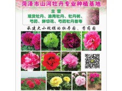 供应油用牡丹、观赏牡丹苗、牡丹鲜切花、牡丹花苗菏泽牡丹图1