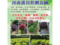 供应中华石楠 3-15公分中华石楠 潢川程刚苗圃基地图1