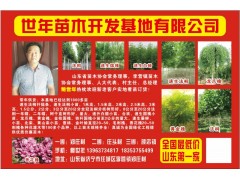 速生法桐扦插条、1-3公分速生法桐小苗现货供应 世年苗木图1