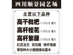 供应1-15公分高杆枇杷 大量供应枇杷树 温江枇杷树基地图1