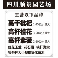 供应1-15公分高杆枇杷 大量供应枇杷树 温江枇杷树基地