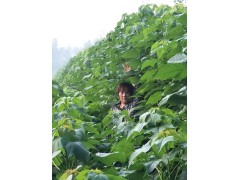 2-4公分楸树当年苗大量供应 楸树小苗批发 周口楸树小苗图1