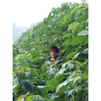 2-4公分楸树当年苗大量供应 楸树小苗批发 周口楸树小苗