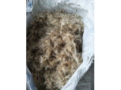 供应楸树种子 楸树种子批发 河南商丘楸树种子供应 鑫楸苗木图1