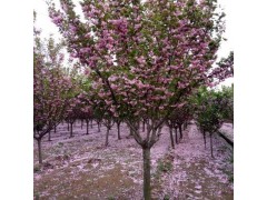樱花树基地直销 12-20樱花树苗木价格 西安樱花树货源图1