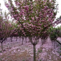 樱花树基地直销 12-20樱花树苗木价格 西安樱花树货源