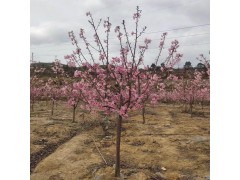 粉佳人樱花 樱花树挖树案例 樱花苗 樱花树苗 浙江地栽樱花苗图1