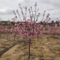 粉佳人樱花 樱花树挖树案例 樱花苗 樱花树苗 浙江地栽樱花苗