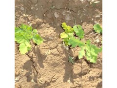 苗圃直销夏橡工程苗 乔木夏橡树 新疆乔木夏栎树 苗木规格齐图1