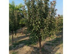 绚丽海棠6-8公分价格 绚丽海棠精品树 衡水绚丽海棠树基地图1