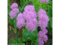 景天苗批发 河北三七景天 成活率高 大型苗圃 凯盛宿根花卉图1