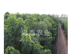 苗木基地出售3公分楸树 运输便捷 向杰楸树 周口楸树基地图1