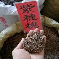 观赏植物 紫穗槐种子 人工采摘风选 紫穗槐种子 树籽发芽率高