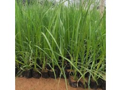 矮蒲苇 青州矮蒲苇基地 矮蒲苇小苗 矮蒲苇种植基地图1