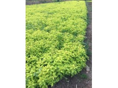 青州智权花卉金山绣线菊 绿化地被金焰绣线菊 粉花绣线菊苗图1