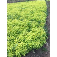 青州智权花卉金山绣线菊 绿化地被金焰绣线菊 粉花绣线菊苗