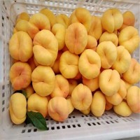 黄金蟠桃新品种中蟠101 中蟠7桃苗出售 鸿鑫苗木种植产量高