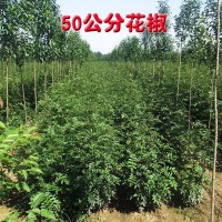 50公分花椒 焦作花椒树批发 花椒树 盛兴苗木大量供应花椒树