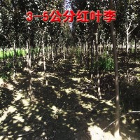 红叶李