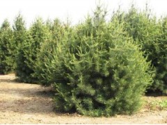 出售1米-4.5米白皮松-精品白皮松无病虫害 亿峰园林苗圃图1