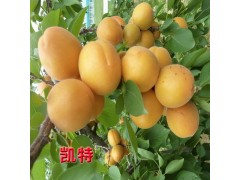 杏树苗大量供应 凯特杏树苗 武陟果树基地 盛兴苗木杏树大量供图1
