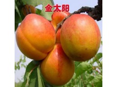 金太阳杏树苗图1