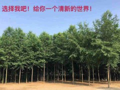直杆榆扦插苗批发 直杆榆小苗批发 直杆榆扦插苗大量供应图1