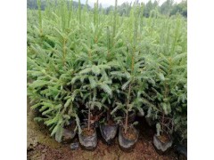 高60-80公分云杉苗 定植云杉苗 吉林云杉苗 丰源苗木基地图1