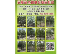 木瓜7公分 供应木瓜树 枣庄木瓜树基地 枣庄木瓜树基地图1