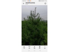 华山松图1