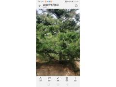 华山松图2