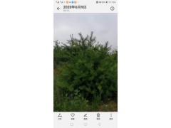 华山松图3