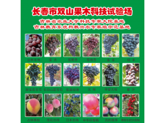 供应葡萄苗，各种品种葡萄苗，精品葡萄苗 双山果木科技试验场图1