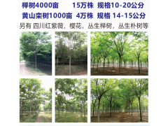 10-20公分榉树4000亩15万株供应 江苏三叶园林许岩图1