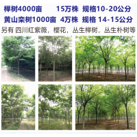 10-20公分榉树4000亩15万株供应 江苏三叶园林许岩