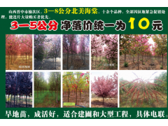 北美海棠3- 5公分净落价统一为1O元 ，现货大量供应占地苗图1
