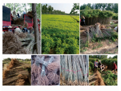大量供应紫穗槐小苗，民权万亩紫穗槐基地 民权绿洲苗木基地图1